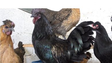 Photo of Ayam Cemani 2 bin ile 2 bin 500 dolar 