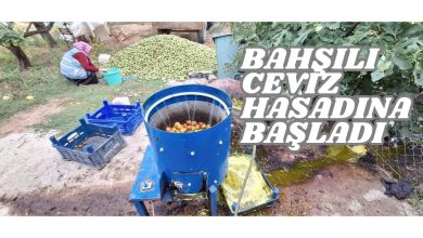 Photo of Bahşılı Ceviz Hasadına Başladı
