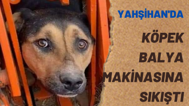 Photo of Köpek Balya Makinasına Sıkıştı