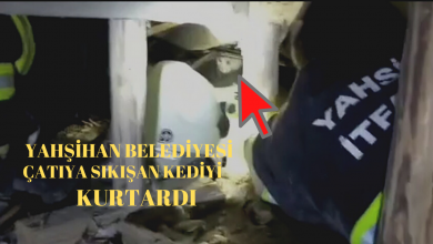 Photo of 4 Gün15 Katlı Apatman Çatısında Mahsur Kalan Kedi Kurtarıldı